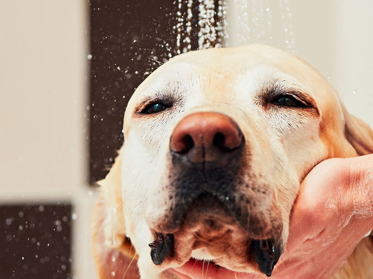 dog getting a bath dog getting a bath